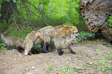 Red fox and young at burrow - Minnesota USA