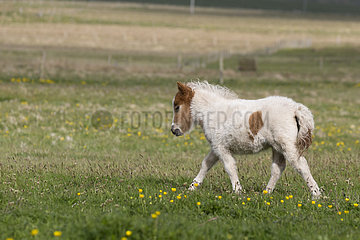 Shetland poney (Equs caballus) Young poney standing in a meadow  Shetland  Spring