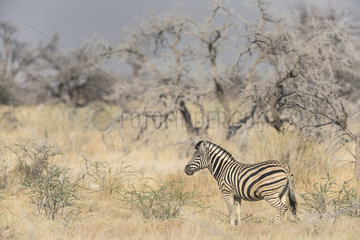Burchell's zebra (Equus Burchellii)  Namibia  Etosha national Park