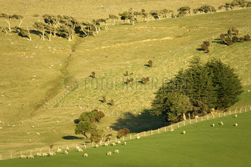 Sheeps grazing in meadow  South Island  New Zeland