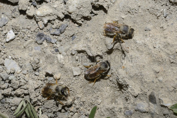 Leafcutting bee (Osmia villosa) females gathering a mortar at 2500m altitude for the construction of their breeding cell  Serre-Chevalier  Alpes  France