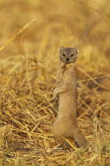 Selous Mongoose standing - Savuti Chobe Botswana