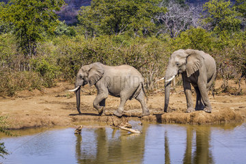 African bush elephant (Loxodonta africana africana) on bank  Kruger National park  South Africa