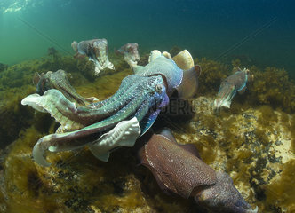 Giant Cuttlefish Sepia apama South Australia