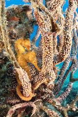 Couple of Pacific seahorse (Hippocampus ingens) Salvatierra wreck diving place  Sea of Cortez  Baja California  Mexico  East Pacific Ocean