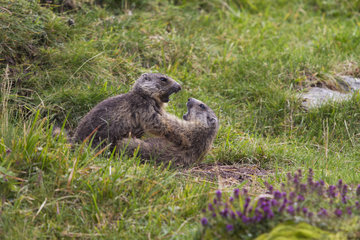 Young Alpine Marmots playing in the grass - France