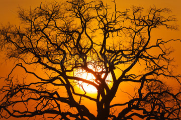 Tree at dusk - Chobe Botswana