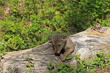 Young Coyote 5-week hidden in a hollow tree Montana USA
