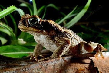 Cane toad undergrowth - French Guiana