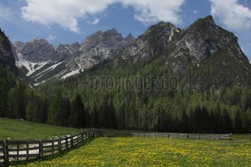 Flowery meadow - Lake Breeches Dolomites South Tyrol Italy