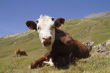 Cow lying in a pasture - Vanoise Alps France