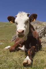 Cow lying in a pasture - Vanoise Alps France
