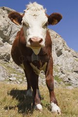 Cow in a pasture - Vanoise Alps France