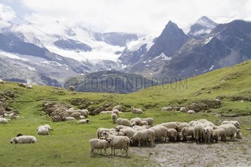Sheep pasture - Haute Maurienne Alpes France