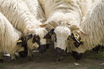 Sheep pasture - Haute Maurienne Alpes France