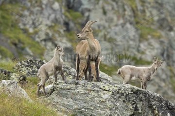 Female and young ibex on rock - Vanoise Alps France