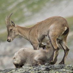 Female Ibex suckling her young - Vanoise Alps France