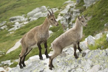 Female Ibex and young - Vanoise Alps France