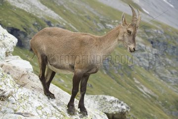 Female Ibex on rock - Vanoise Alps France