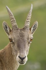 Portrait of Female Ibex - Vanoise Alps France