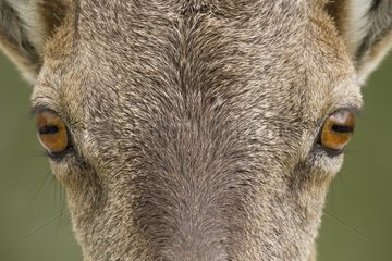 Glance of Female Ibex - Vanoise Alps France