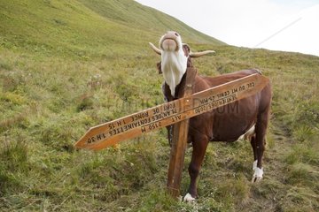 Cow scratching against a signpost - Alpes France