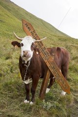 Cow scratching against a signpost - Alpes France