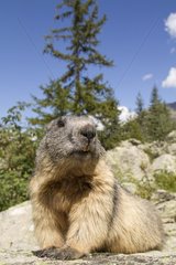 Alpine Marmot on rock - Ecrins NP Alps France