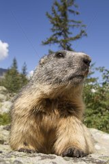 Alpine Marmot on rock - Ecrins NP Alps France