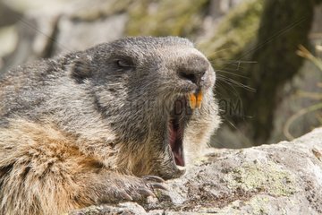 Alpine Marmot yawning - Ecrins NP Alps France