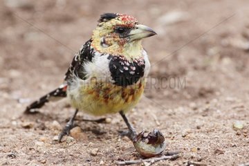 Crested Barbet eating a grape - Kruger South Africa