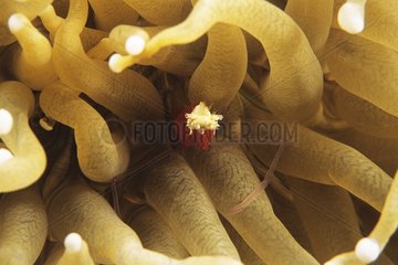 Mushroom Coral Ghost Shrimp into its host Anemone Indonesia