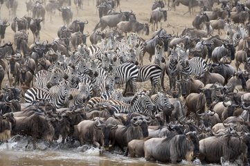 Zebras and White-bearded wildebeasts migrating Kenya