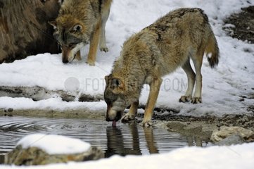 Wolf drinking in a water point in the snow