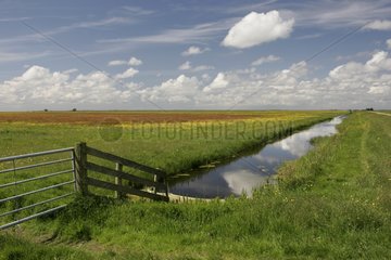 Landschaft eines Naturschutzgebiets im Frühjahr Niederlande