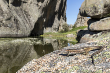 Large Psammodromus (Psammodromus algirus) female on rock  Guadarrama National Park  Spain