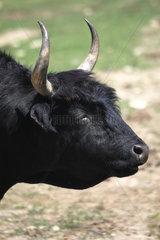 Portrait of Camargue bull