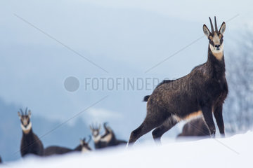 Chamois (Rupricapra rupricapra) group scraping the snow in order to find grass to eat in january  Alpes  France