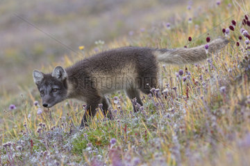 Arctic fox (Alopex lagopus) in tundra  Wrangel Island  Chukotka  Russia