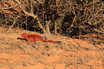Slender Mongoose (Galerella sanguinea)  Southern Africa