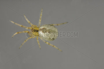 Young Tangle web spider (Kochiura aulica) present on Branched Asphodel (Asphodelus ramosus). Occitania  France