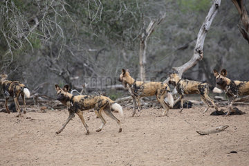 African wild dogs (Lycaon pictus) Alert pack in a sandy clearing at dawn  Kruger  South Africa