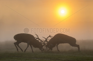Stags Red Deer fighting in the morning mist in autumn - GB