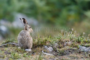 European Hare (Lepus europaeus) sitting back  Vosges Massif  France