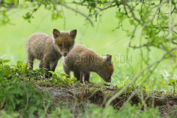 Red fox (Vulpes vulpes) young at the exit of the burrow in meadow under a hedge  Ardenne  Belgium