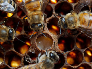 Honey bee (Apis mellifera) - Honeybee nurses around a royal cell-