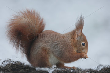 Red squirrel (Sciurus vulgaris) eating in snow  Ardenne  Belgium