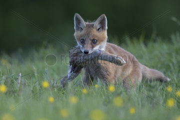 Cub Red Fox with a rabbit leg in the mouth at spring - GB