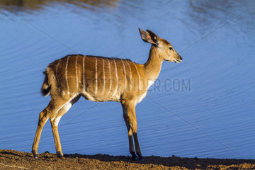 Nyala (Tragelaphus angasii) at the edge of water  Kruger National Park  South Africa
