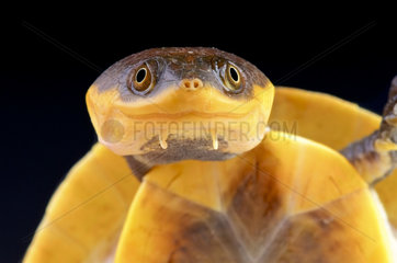 Amazon toad-headed turtle (Batrachemys raniceps)  Brazil